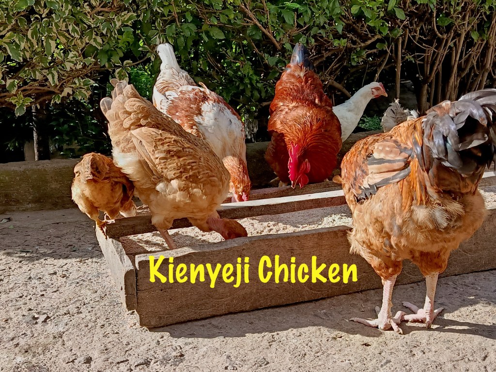 Kienyeji Chicken